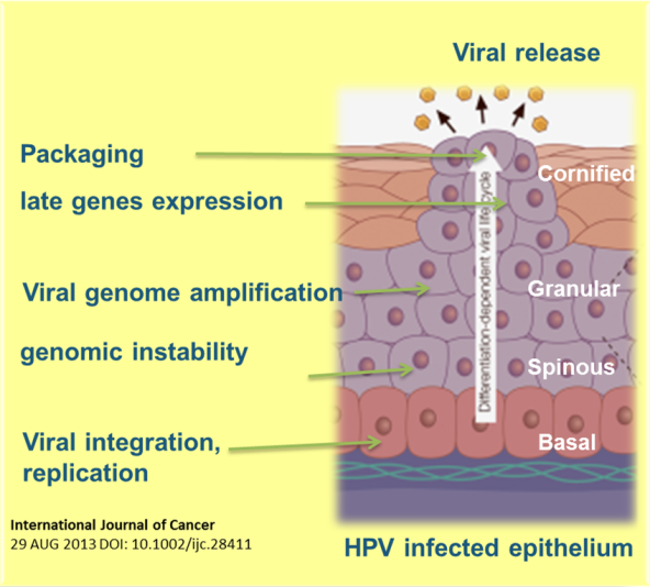 HPV infection and its Effects